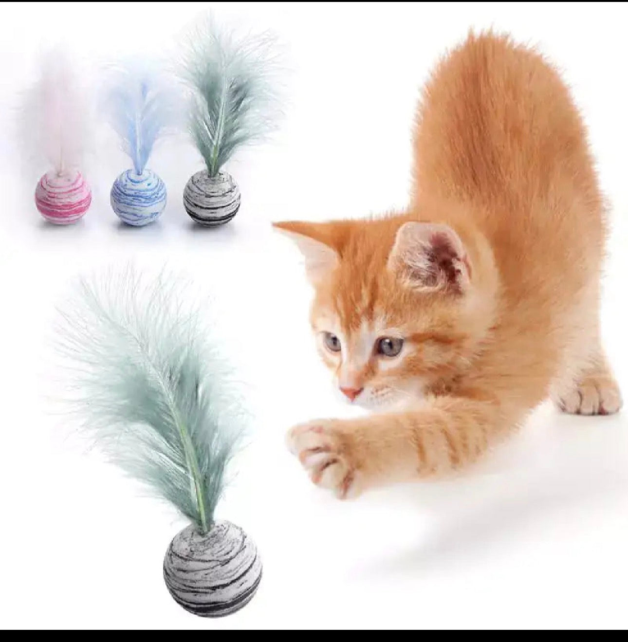 Cat Essentials