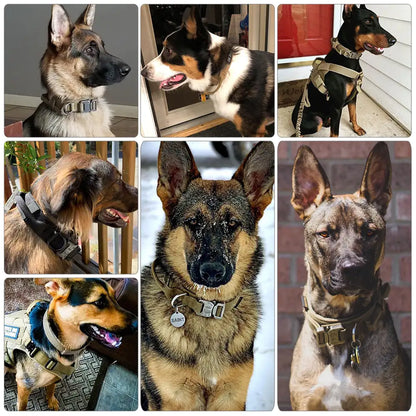 Military Grade Dog Collar Set