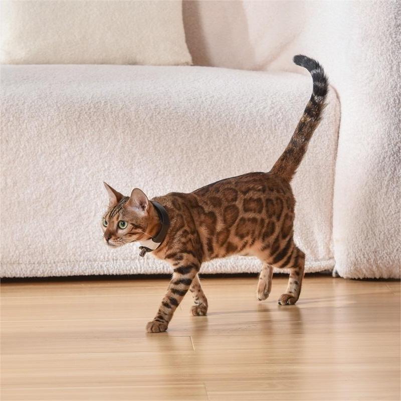 Cat Laser Collar for Interactive Play